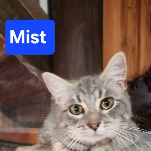 Mist