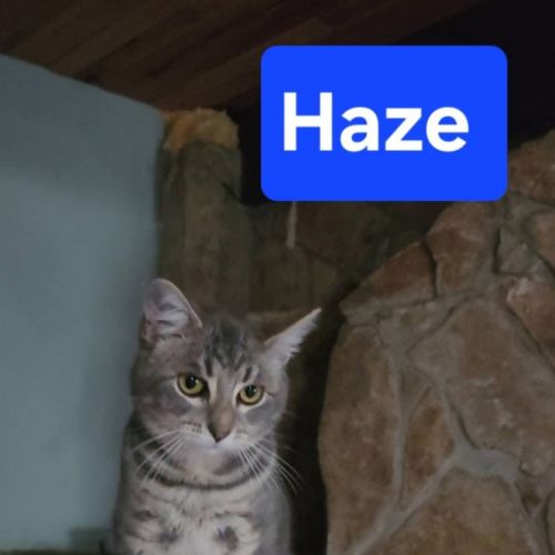 Haze