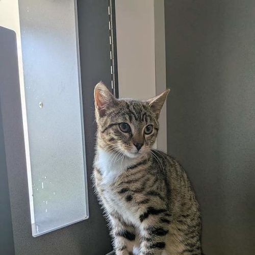 Luka