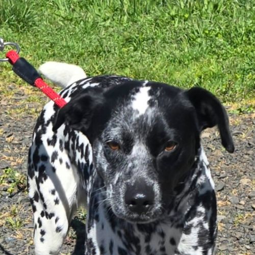 Zena