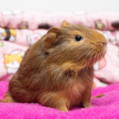 Toffee