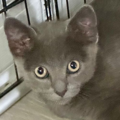Kai