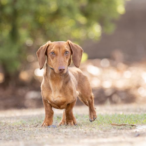 Milo