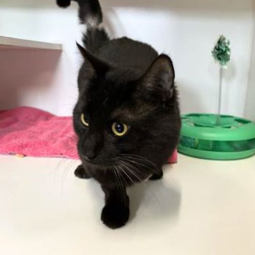 Tom