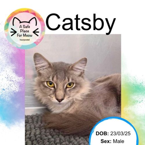 Catsby