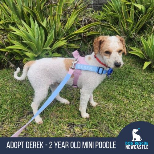 Derek - 2 Year Old Mini Poodle