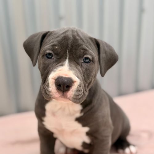 Zora