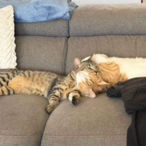 Angus & Pepper