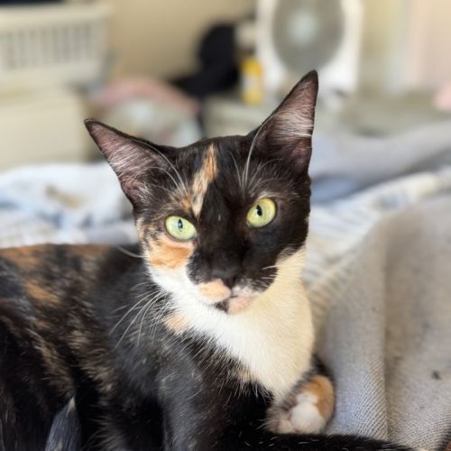 Leila - Domestic Short Hair (DSH) Cat