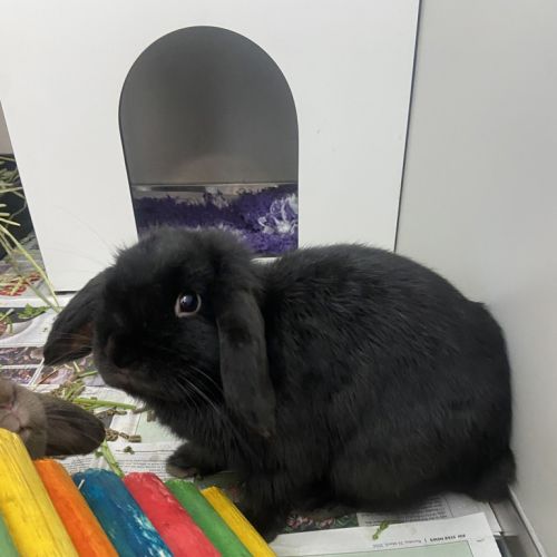 Mars - Lop Eared Rabbit