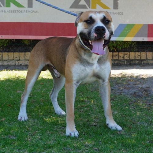 Nero - Mixed breed Dog