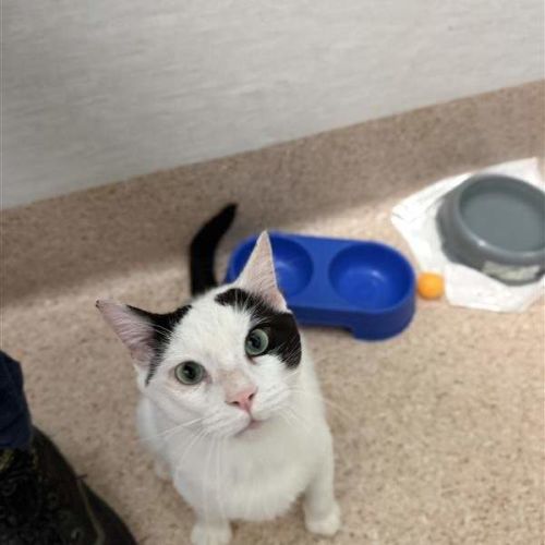 Popeye - Domestic Short Hair (DSH) Cat