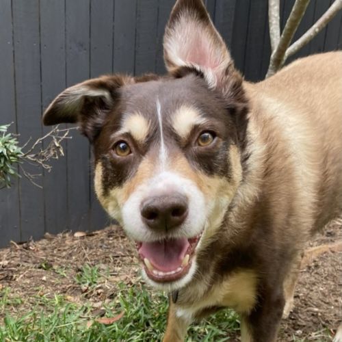 Koda - Australian Kelpie Dog