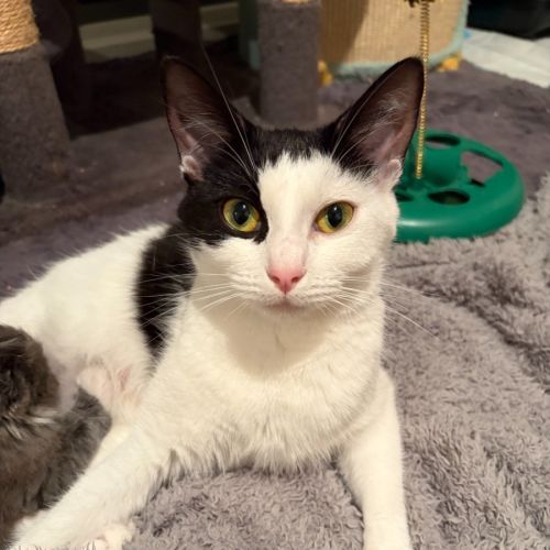 Lulu - Domestic Short Hair (DSH) Cat