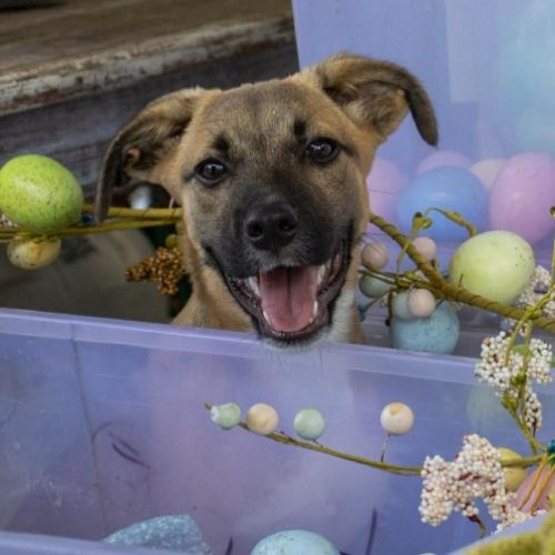 Ayra - Australian Shepherd Dog