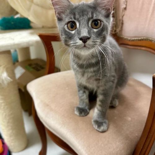 William - Domestic Medium Hair (DMH) Cat