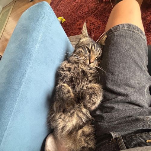 Salami  - Dmh Cat