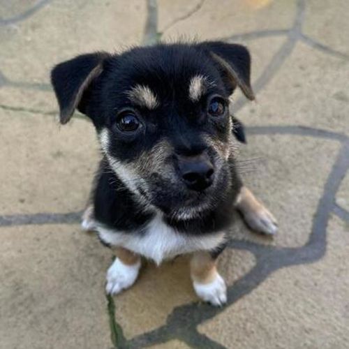 Joey - Jack Russell Terrier x American Staffordshire Terrier Dog