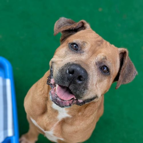 Buster - Staffordshire Bull Terrier Dog