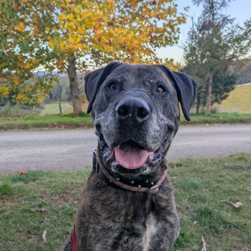 Dexter - Mixed breed Dog