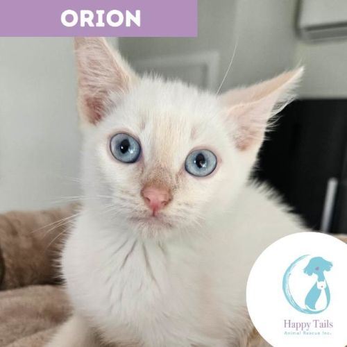 Orion - Siamese Cat