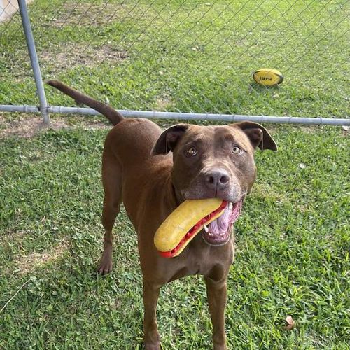 Judy - Rhodesian Ridgeback Dog