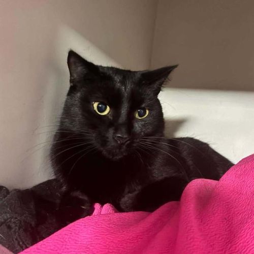 Tash - Domestic Short Hair (DSH) Cat