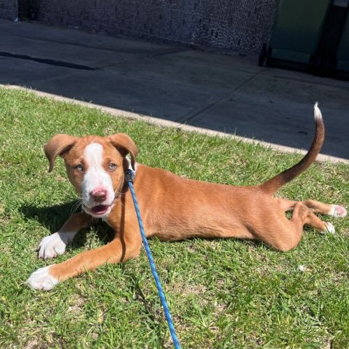 Finn - American Staffordshire Terrier Dog