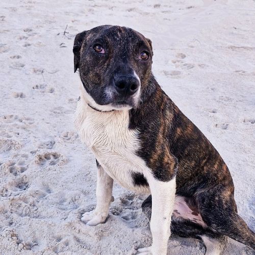 Zig - Mixed breed x Staffordshire Bull Terrier x Mixed Breed Dog