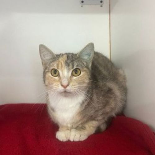 Lydia - Domestic Short Hair Cat