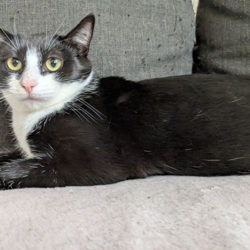 Lilo - Domestic Short Hair (DSH) Cat