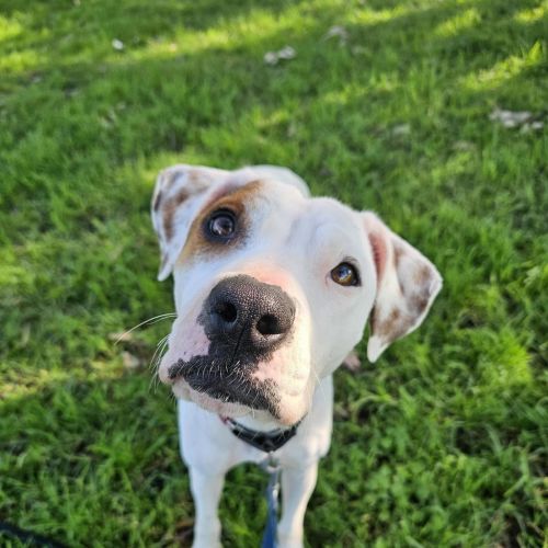 Marble - Staffy Dog