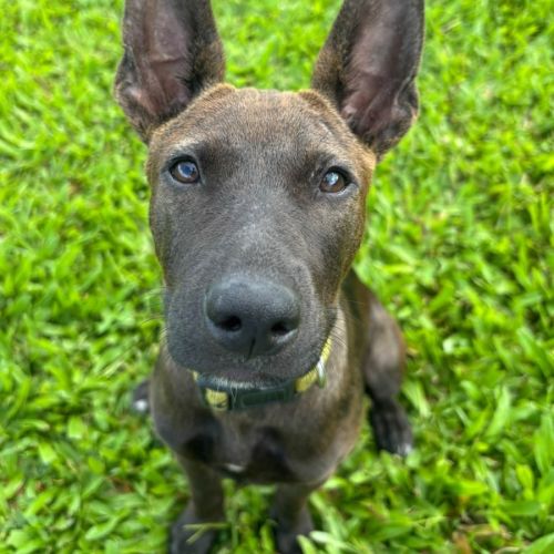 Lil Olive - Australian Kelpie Dog