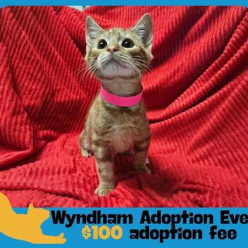 Cheeky - Domestic Medium Hair Cat