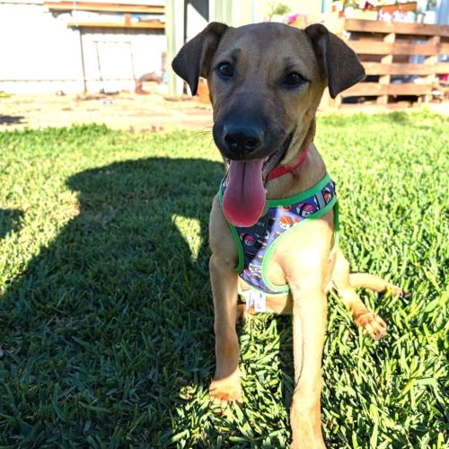 Sadie - Mixed breed Dog