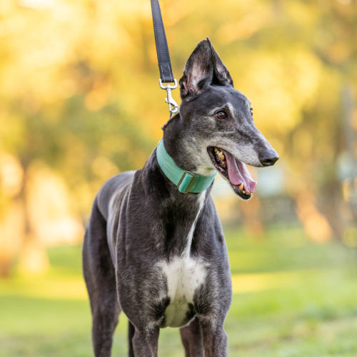 George - Greyhound Dog