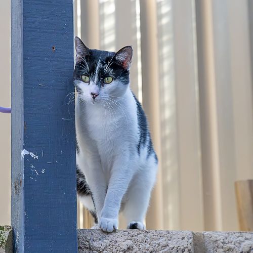 Erin - Domestic Short Hair (DSH) Cat