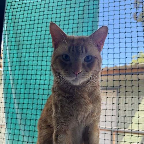 Mikey - Domestic Short Hair (DSH) Cat