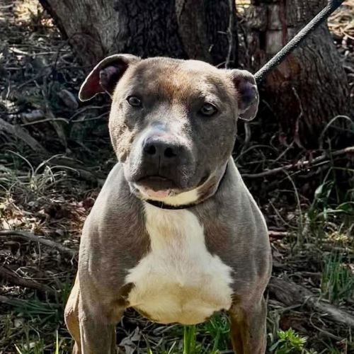 Denim Co. - Staffordshire Bull Terrier Dog