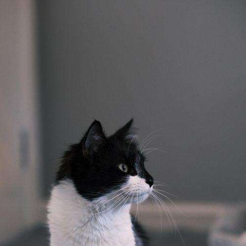 Freddy - Domestic Short Hair (DSH) Cat