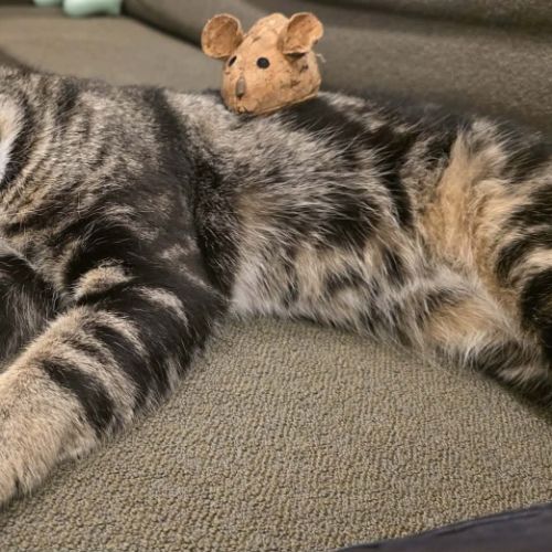 Galahad - Domestic Short Hair (DSH) Cat