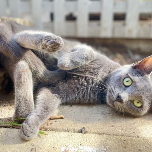 Shadow - Russian Blue Cat