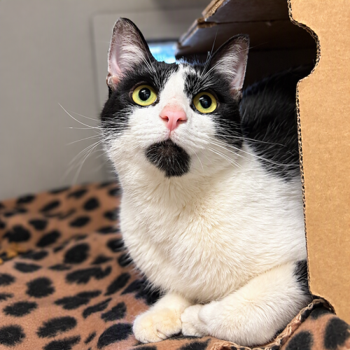 Piglet - Domestic Short Hair (DSH) Cat