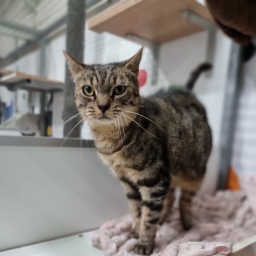 Hamish - Domestic Short Hair (DSH) Cat