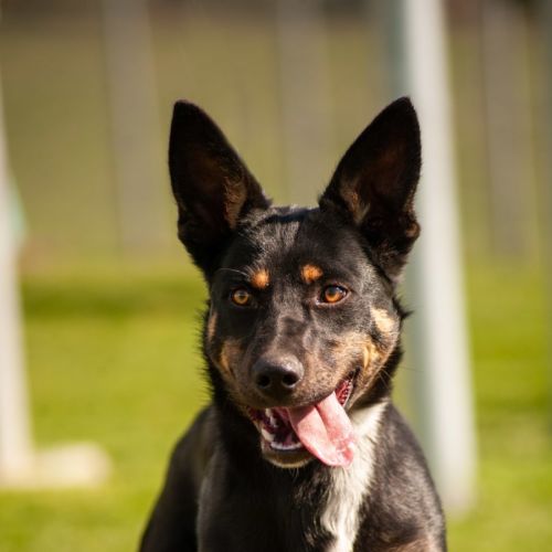 Duke - Australian Kelpie Dog
