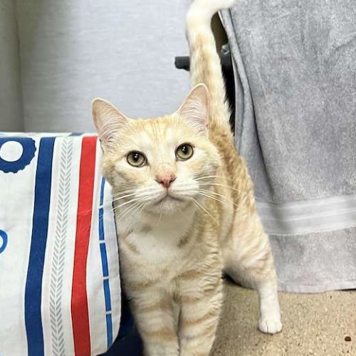 Simba - Domestic Short Hair (DSH) Cat