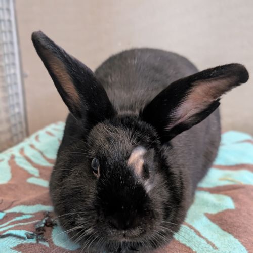 Chippy - Dwarf Rabbit