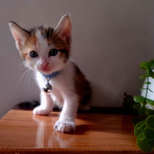 Idol - Domestic Short Hair (DSH) Cat