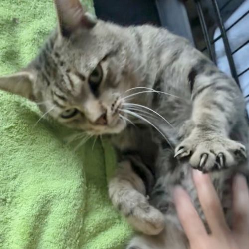 Enzo - Domestic Short Hair (DSH) Cat