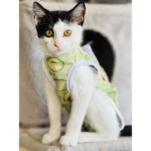 13679 - Nessie - Domestic Short Hair (DSH) Cat